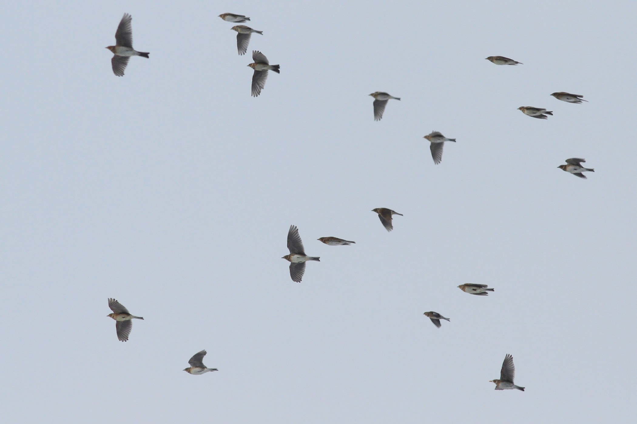 Aiuto identificazione. Allodole?